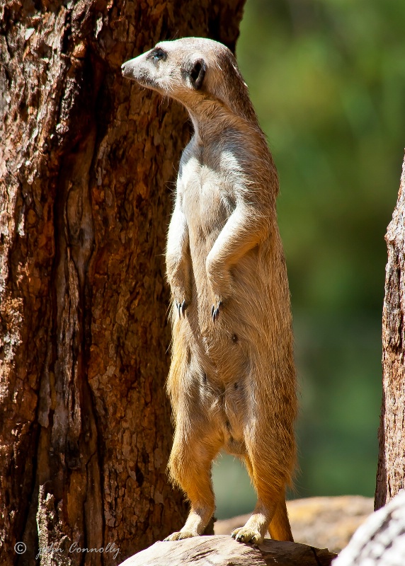 A Meerkat.