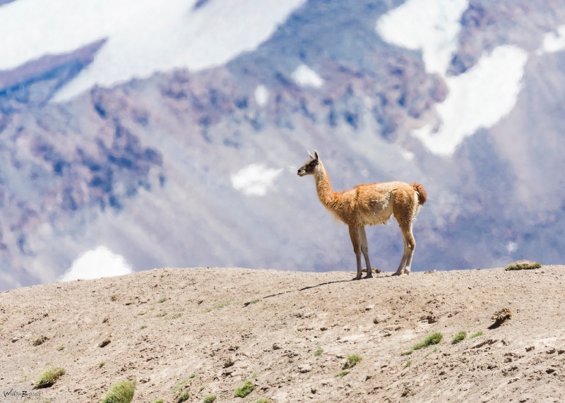 Guanaco - ID: 15092611 © Tomás Widow