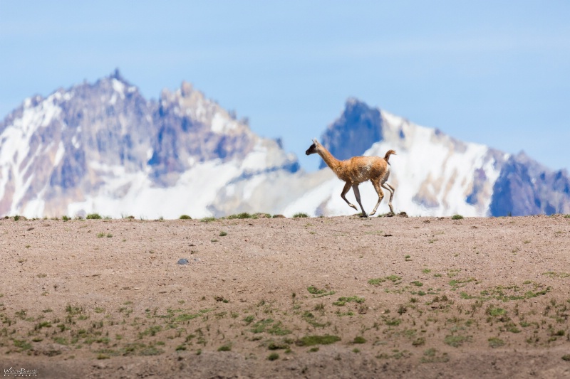 Guanaco - ID: 15092612 © Tomás Widow