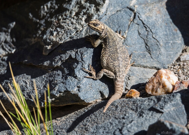 Sunbath - ID: 15092629 © Tomás Widow