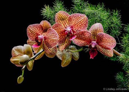 Orchid Show Beauty