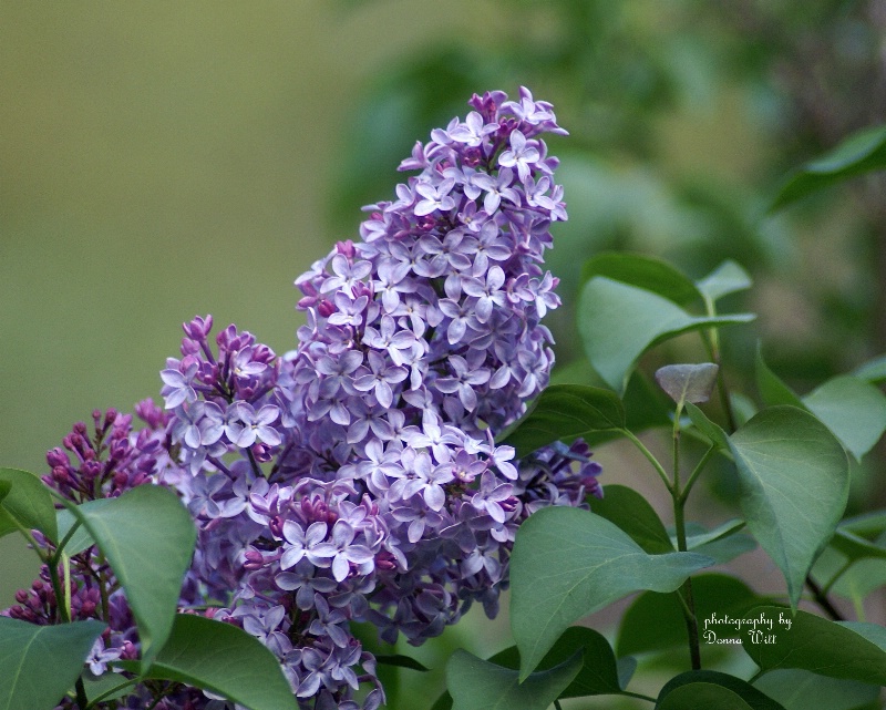 Don't the Lilacs Smell Lovely