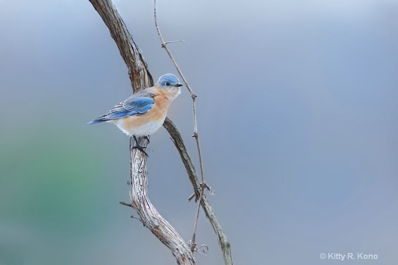 Little Bluebird in Valley Forge Today