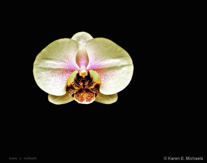 Full Bloom - ID: 15092768 © Karen E. Michaels