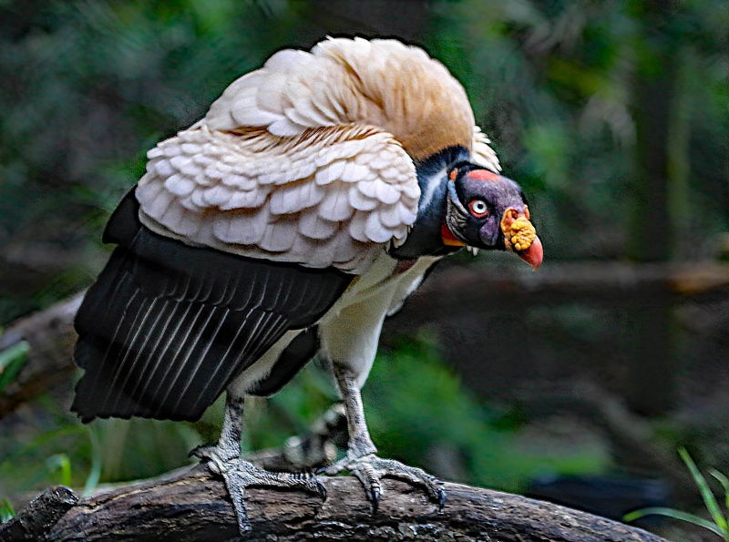 King Vulture