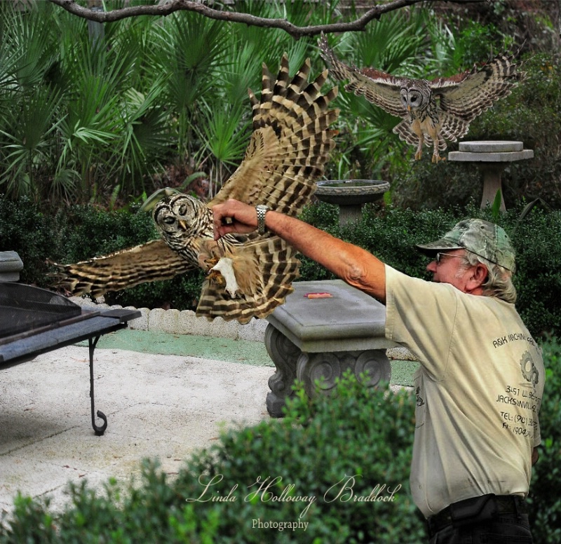 Feeding Owls