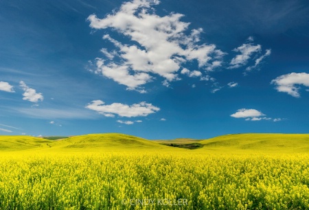 Canola field