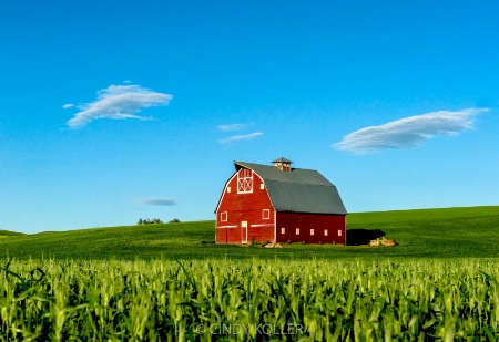 Wheat Field in the Palouse