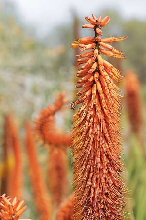 Lots of Orange