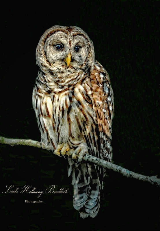 Barred Owl Resting