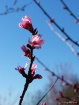 Redbud Spring