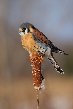 American Kestrel