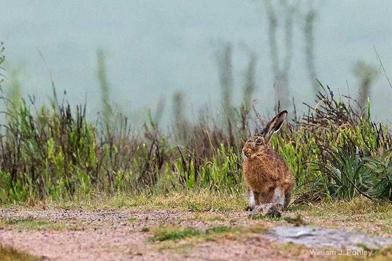 European Hare - ID: 15093209 © William J. Pohley