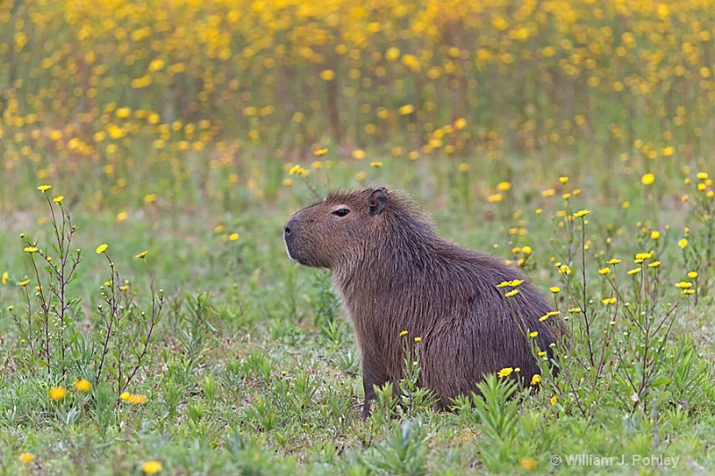 Capybara - ID: 15093212 © William J. Pohley