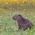 © William J. Pohley PhotoID # 15093212: Capybara