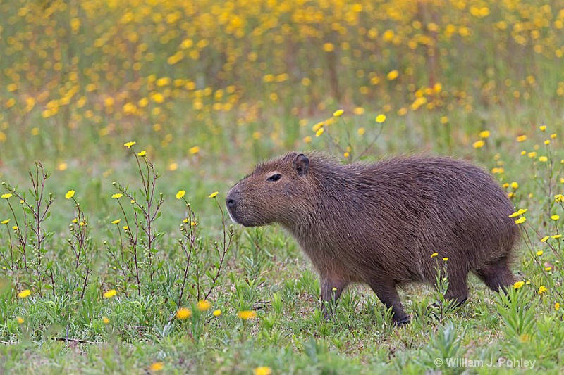 Capybara - ID: 15093213 © William J. Pohley