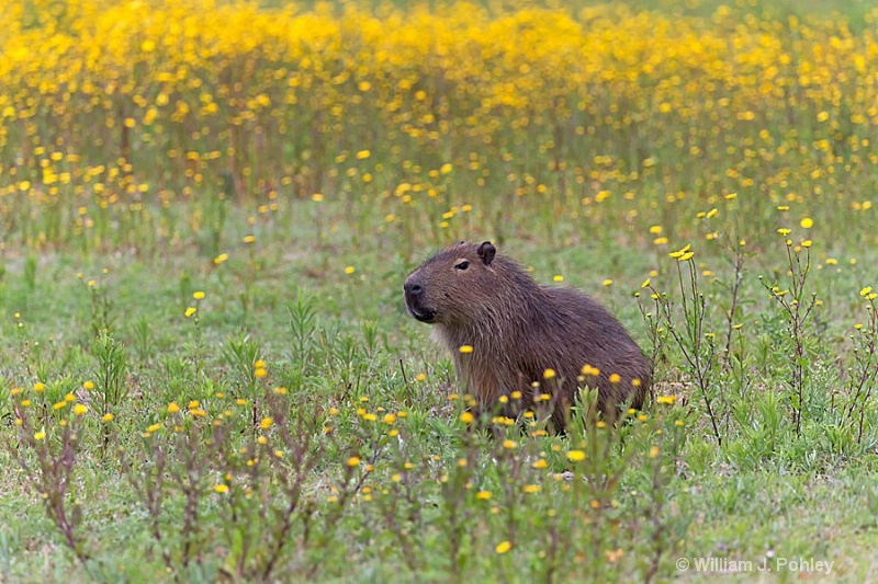 Capybara - ID: 15093214 © William J. Pohley