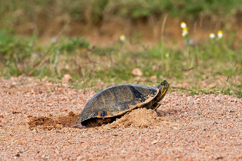 Slider trying to lay eggs in road. - ID: 15093215 © William J. Pohley