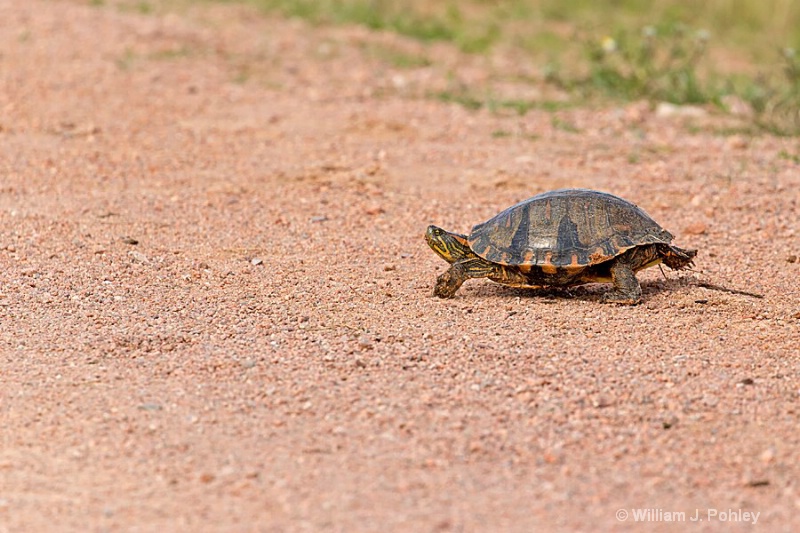 Slider crossing the road - ID: 15093216 © William J. Pohley
