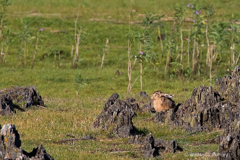 European Hare - ID: 15093218 © William J. Pohley