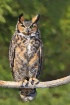 Great Horned Owl