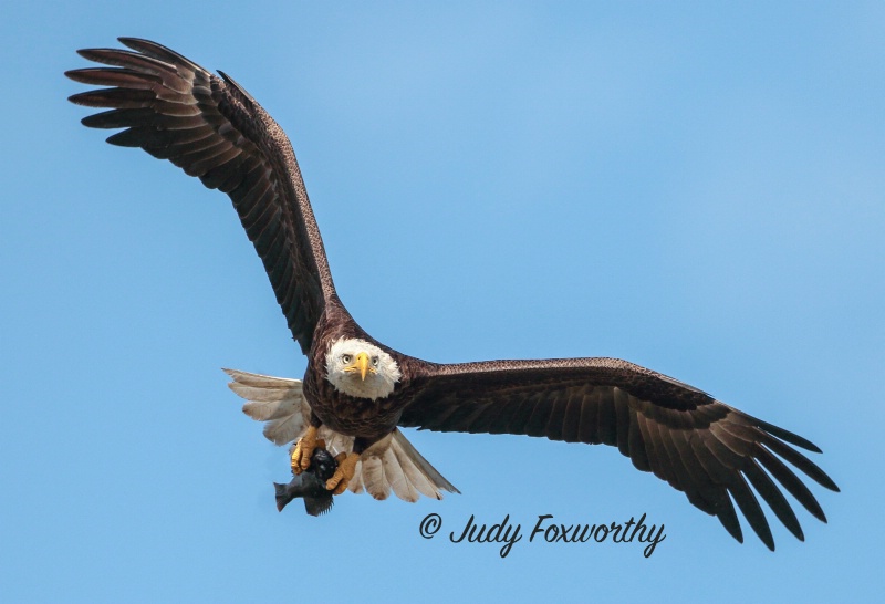 Bald Eagle With A Fish