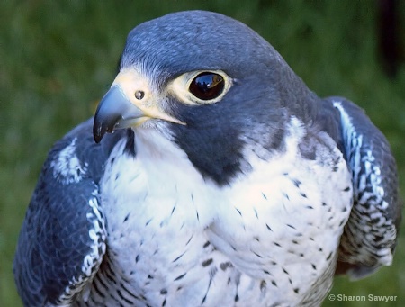 Peregrine Falcon