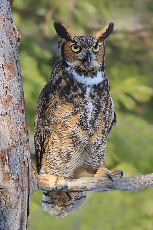 Great Horned Owl