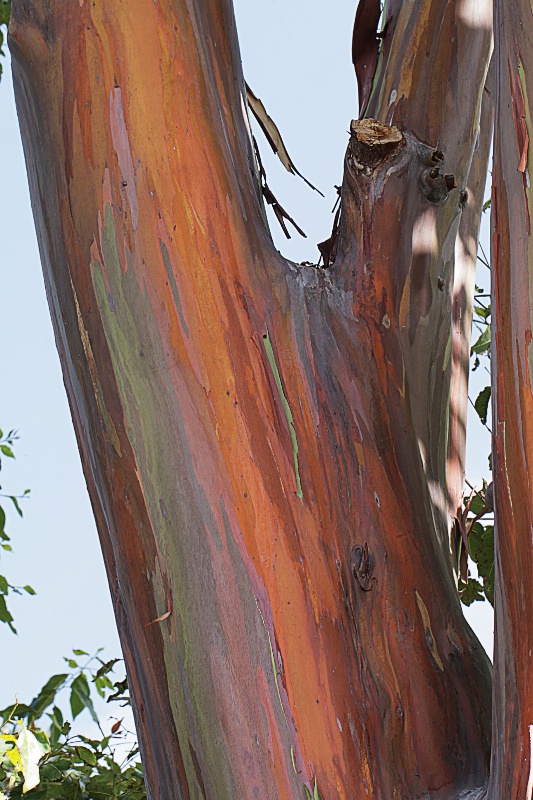 Bark of a different color