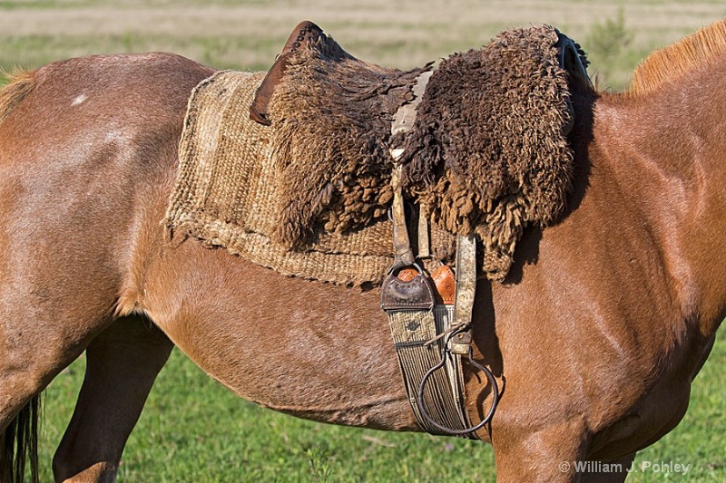 Typical saddle of Uruguay. - ID: 15093655 © William J. Pohley