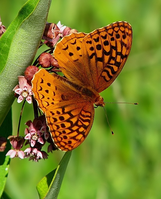 garden guest