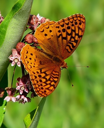 garden guest