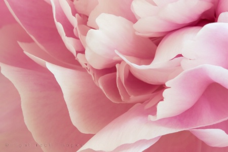 Pink Petals