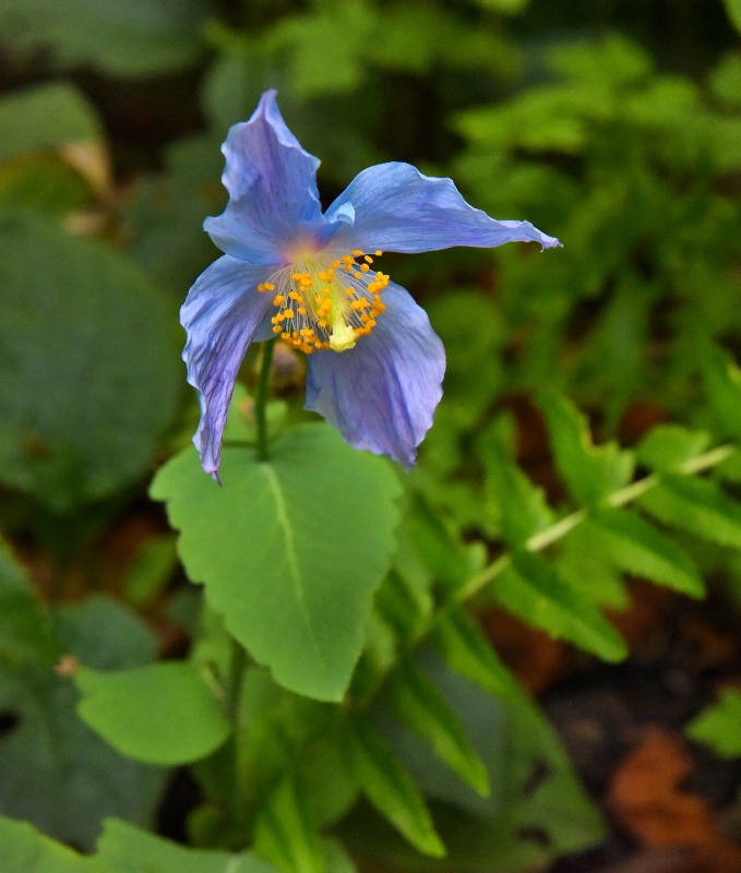 Meconopsis betonicifolia - blue Himalayan poppy - ID: 15093760 © Sibylle G. Mattern