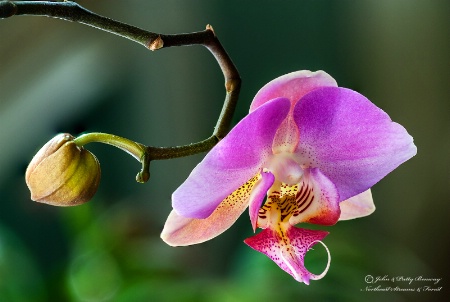 Morning Orchid