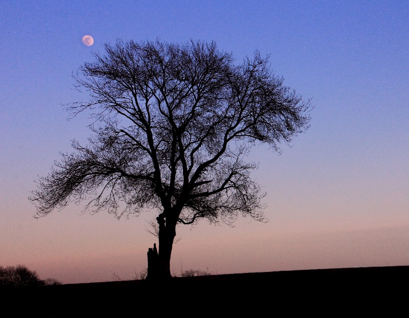 Lonely Tree