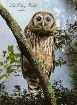 Baby Barred Otiwl