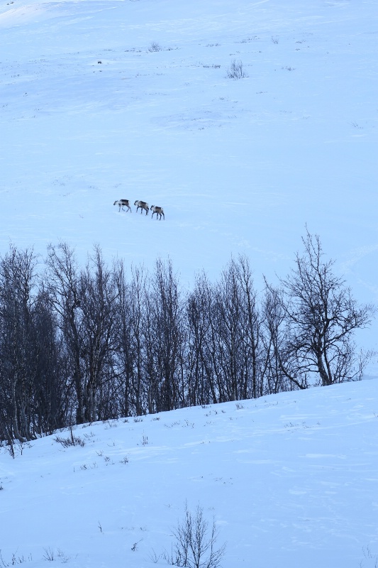 Three Reindeers - ID: 15093937 © Ilir Dugolli