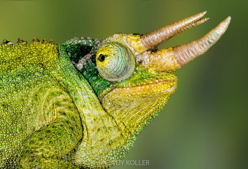 Usambara Three Horned Chameleon