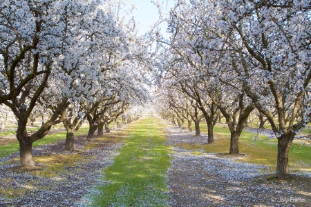 Almond trees in bloom
