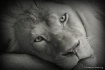 Black and White S...