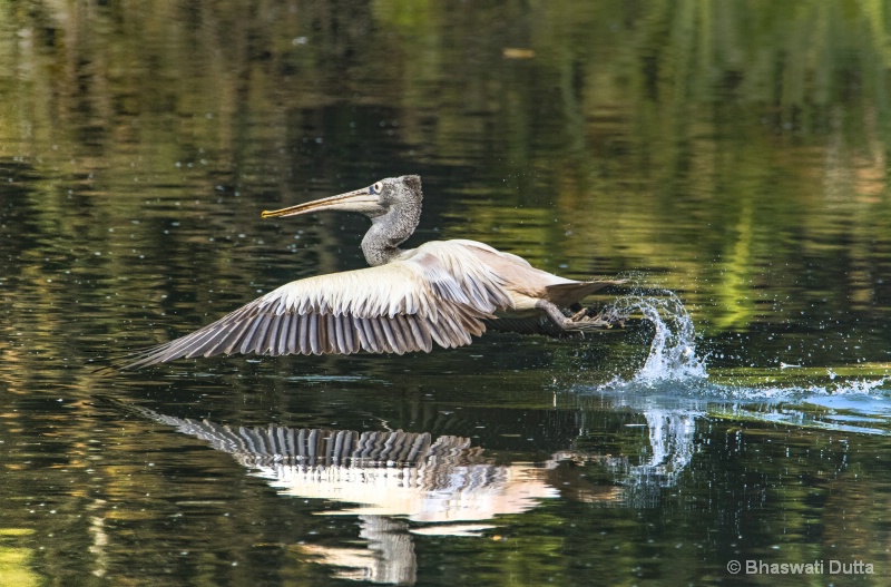 Spot billed Pelican