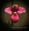 Orchid Show, Cape...