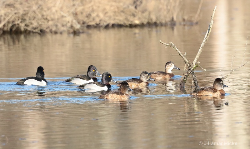 Group-Ring Neck Ducks