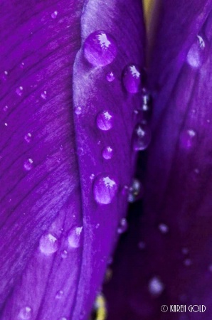 Pruple Crocus with Raindrops