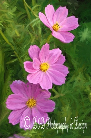 Painted Cosmos