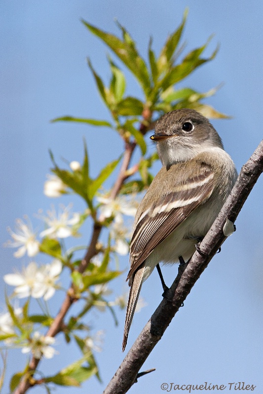 Least Flycatcher - ID: 15094825 © Jacqueline A. Tilles