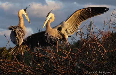 Courting Great Blues