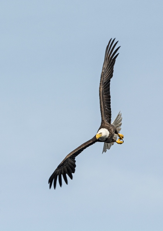 Eagle # 21 - ID: 15095256 © Michael Cenci