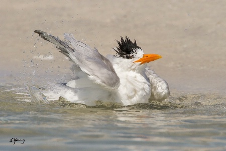 Royal Tern Bathing; Ft. DeSoto, Florida